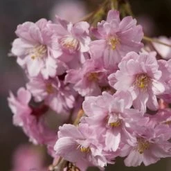 Pink Weeping Winter Flowering Cherry Tree | Prunus Subhirtella 'Pendula Rosea' -Roots Plants ORN0352 4