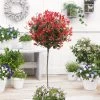 Photinia 'Red Robin' Mini-Standard Tree -Roots Plants ORN0360 1 b463481a 9705 47db a1f9 89f19d90ae41