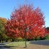 Canadian Red Maple Tree | Acer Rubrum 'Red Pointe' -Roots Plants ORN0385 1 5ebe7fd8 354f 4039 bf14 8c8d7613b2f5