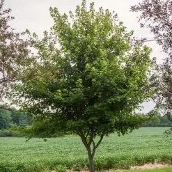 Canadian Red Maple Tree | Acer Rubrum 'Red Pointe' -Roots Plants ORN0385 2 7a852de1 c0ae 43de acba c84ebc426131