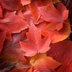 Canadian Red Maple Tree | Acer Rubrum 'Red Pointe' -Roots Plants ORN0385 3 ddc4325e 55f8 4417 8e02 243ea3be5cc1