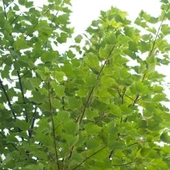 Canadian Red Maple Tree | Acer Rubrum 'Red Pointe' -Roots Plants ORN0385 4 7afe9936 2048 4b99 a359 2f747dcfb264