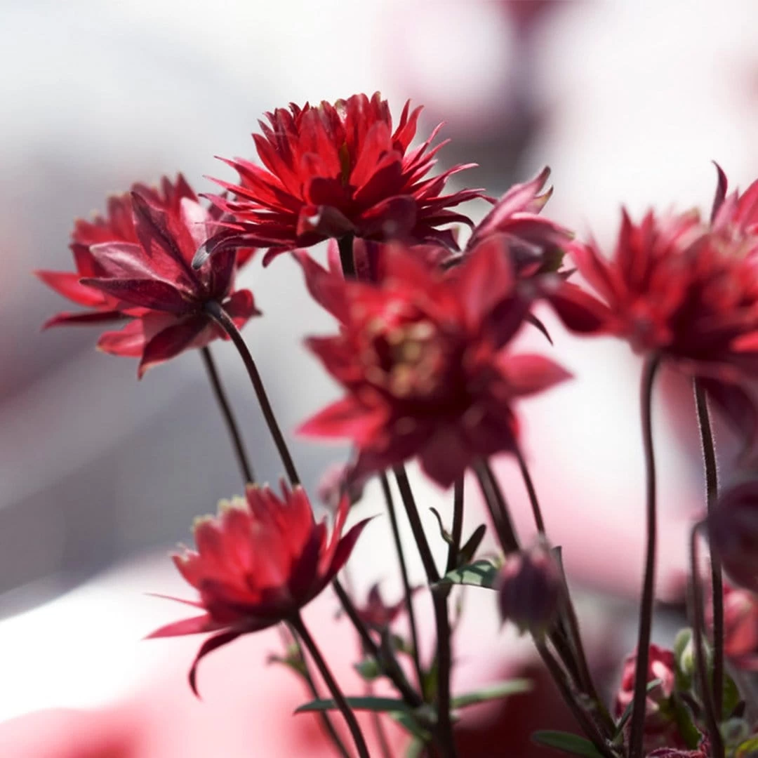 Aquilegia 'Bordeaux Barlow' 5 Aquilegia 'Bordeaux Barlow' - Image 3