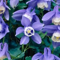 Aquilegia Spring Magic Collection -Roots Plants PB0030 3 b5764acf 305d 4d03 8407 15834ce38d23