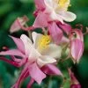 Aquilegia 'Spring Magic Rose & White' 2 Aquilegia 'Spring Magic Rose & White' -Roots Plants PB0032 1