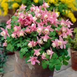 Aquilegia Spring Magic Collection -Roots Plants PB0032 2 0f6ceaad c0e4 4b74 9f36 ad355159297c