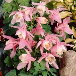 Aquilegia 'Spring Magic Rose & White' -Roots Plants PB0032 3