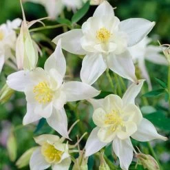 Aquilegia Spring Magic Collection -Roots Plants PB0034 1 e73c1e9b 8fd4 4fd7 baca 7854772b1df3