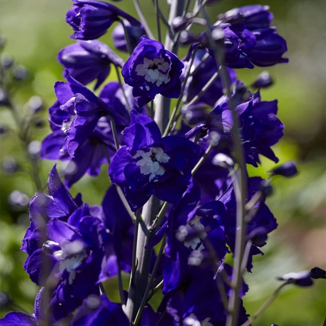 Delphinium Camelot Collection 7 Delphinium Camelot Collection - Image 5
