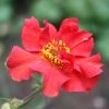 Geum 'Pink Petticoats' -Roots Plants PB0174 1