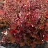 Heuchera 'Indian Summer Cranberry' -Roots Plants PB0189 2