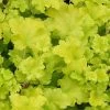 Heuchera 'Lime Marmalade' -Roots Plants PB0190 1