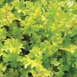 Heuchera 'Lime Marmalade' 9 Heuchera 'Lime Marmalade' -Roots Plants PB0190 3