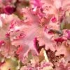 Heuchera 'Marmalade' 1 Heuchera 'Marmalade' -Roots Plants PB0191 1