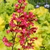 Heuchera 'Paris' -Roots Plants PB0192 1