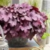 Heuchera 'Wild Rose' -Roots Plants PB0194 4