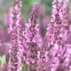 Salvia 'Fashionista Pretty In Pink' -Roots Plants PB0280 1