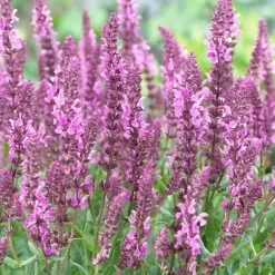 Salvia 'Fashionista Pretty In Pink' -Roots Plants PB0280 3