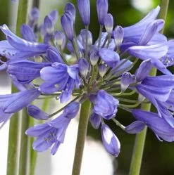 Agapanthus 'Ever Sapphire' -Roots Plants PB0322 2