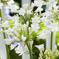 Agapanthus 'Ever White' -Roots Plants PB0323 1