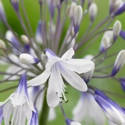 Agapanthus 'Fireworks' 7 Agapanthus 'Fireworks' -Roots Plants PB0324 2