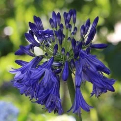 Agapanthus 'Royal Velvet' -Roots Plants PB0326 2