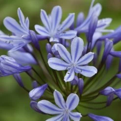 Agapanthus 'Sweet Surprise'
