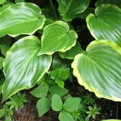 Hosta 'Sugar & Spice' -Roots Plants PB0357 3