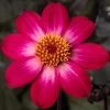 Dahlia 'Dahlegria Magenta Bicolour' -Roots Plants PB0386 1