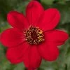 Dahlia 'Dahlegria Red' -Roots Plants PB0389 1