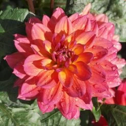 Dahlia 'Firepot' -Roots Plants PB0422 2