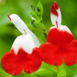 Salvia 'Hot Lips' -Roots Plants PB0432 4