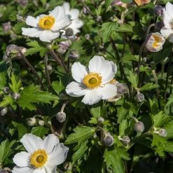 Anemone 'Elfin Swan' -Roots Plants PB0449 3