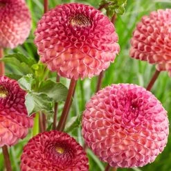 Dahlia 'Burlesca' -Roots Plants PB0487 2