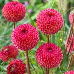 Dahlia 'Burlesca' -Roots Plants PB0487 3