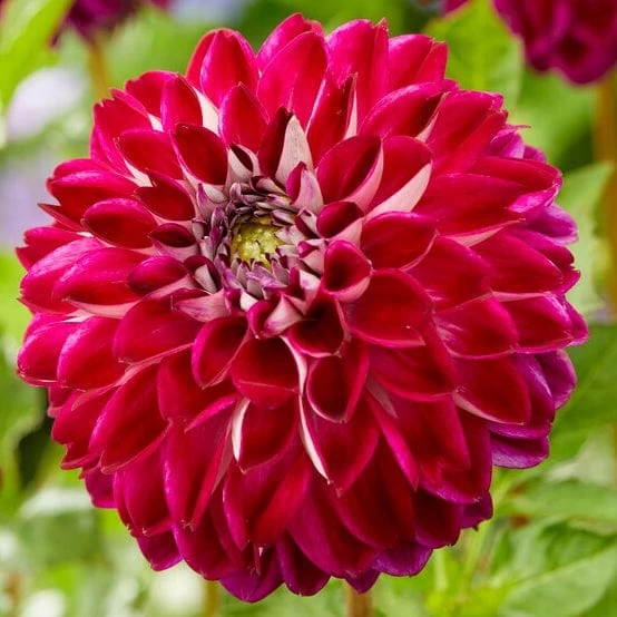 Dahlia 'Embassy' 3 Dahlia 'Embassy'