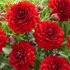 Dahlia 'Karma Amora' -Roots Plants PB0491 3