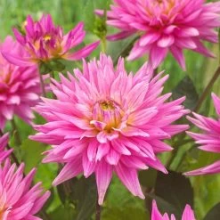 Dahlia 'Karma Pink Corona' -Roots Plants PB0493 3