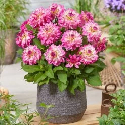 Dahlia 'Sincerity Rose Bicolour' -Roots Plants PB0498 2