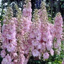 Delphinium 'elatum Strawberry Fair'