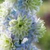 Delphinium 'Highlander Crystal Delight' -Roots Plants PB0512 1