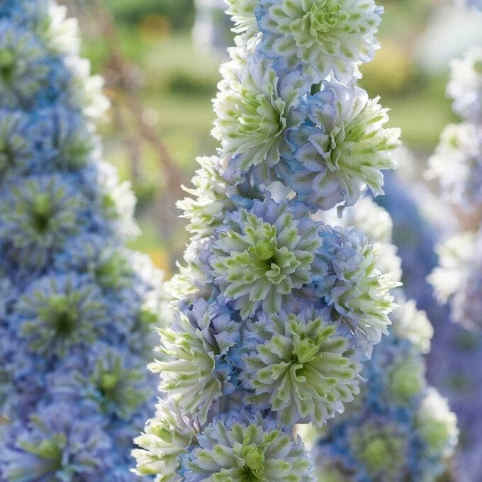 Delphinium 'Highlander Crystal Delight' 4 Delphinium 'Highlander Crystal Delight' - Image 2