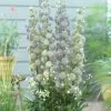 Delphinium 'Highlander Moonlight' -Roots Plants PB0513