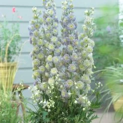 Delphinium 'Highlander Moonlight'