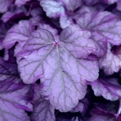 Heuchera 'Wildberry' -Roots Plants PB0578 1