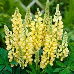 Lupin Legendary Yellow Shades