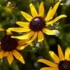 Rudbeckia 'Little Gold Star' -Roots Plants PB0630 3 98b412d0 60b3 4875 82ec e585493efb55