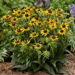 Rudbeckia 'Little Gold Star' -Roots Plants PB0630 4 517c0c1d 0559 49eb b236 a6e3eddbdda5