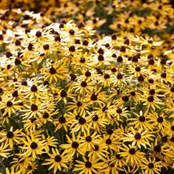 Rudbeckia 'Little Gold Star' -Roots Plants PB0630 5 cce8724b 55eb 4373 976b 6c7d434870a4