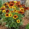 Rudbeckia 'Summerina Orange' -Roots Plants PB0631 1 edf7422d f3aa 4592 b994 46567dd47af2